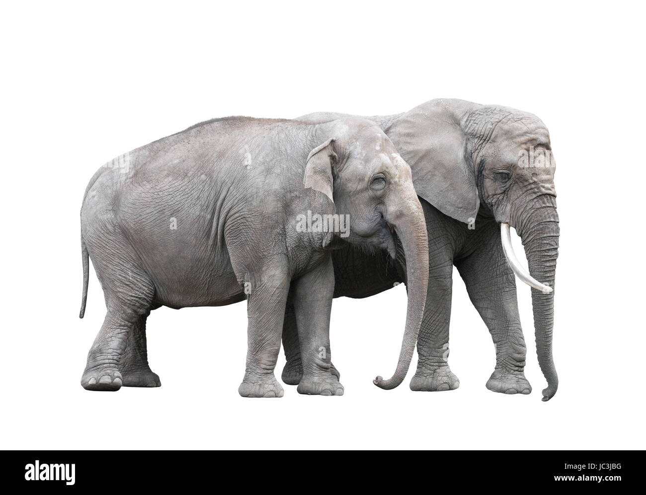 Coppia di elefanti isolato su bianco con tracciato di ritaglio Foto Stock