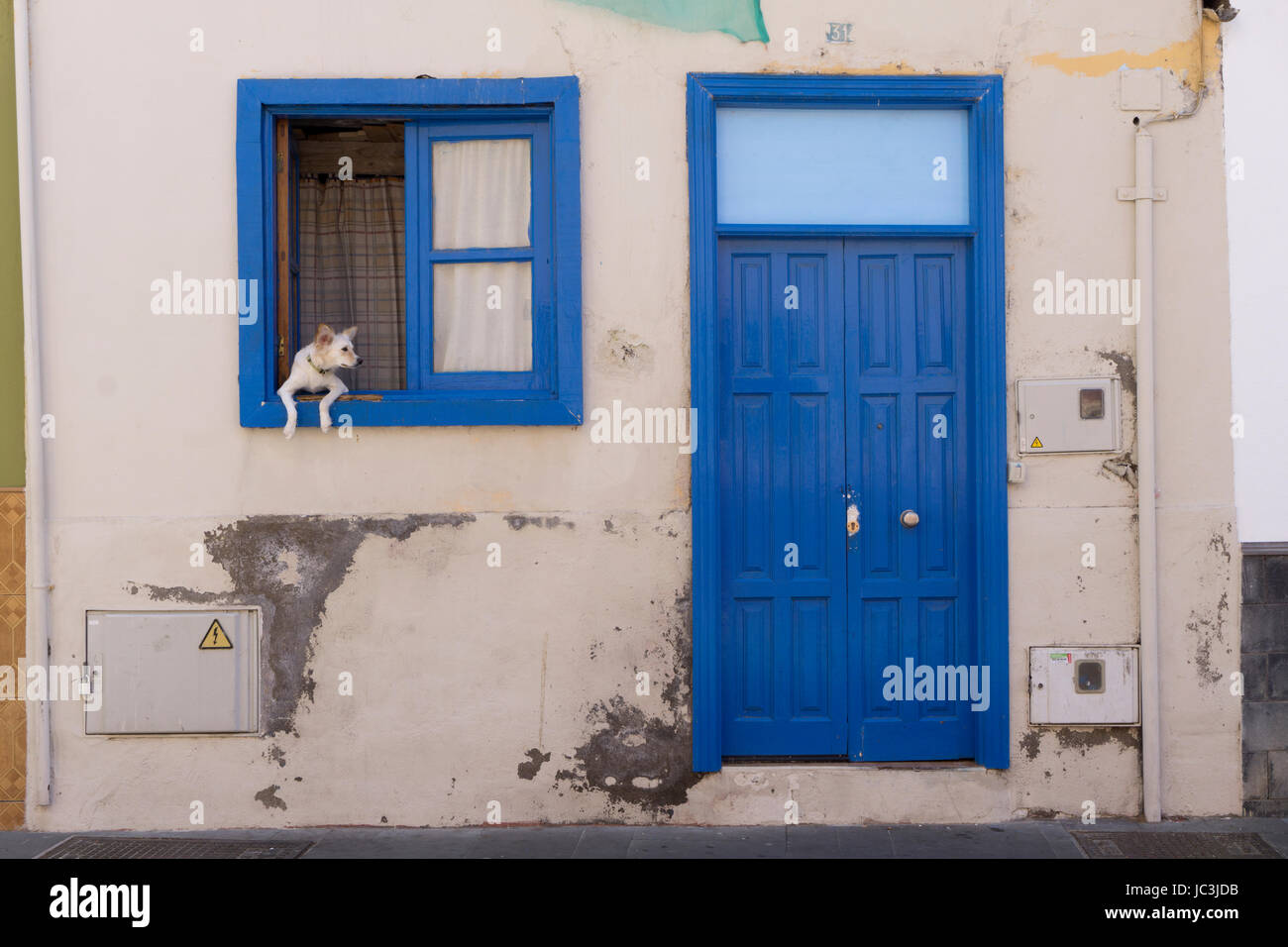 Piccolo Cane guardando fuori della finestra di casa Tenerife Canary Island Foto Stock