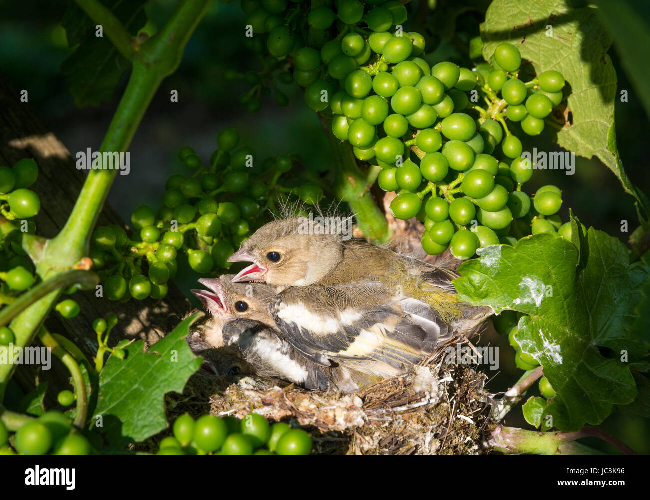 Eurasian tree sparrow (Passer montanus). neonato uccelli nel nido su un vigneto Foto Stock