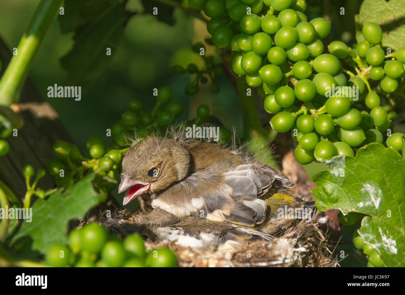 Eurasian tree sparrow (Passer montanus). neonato uccelli nel nido su un vigneto Foto Stock