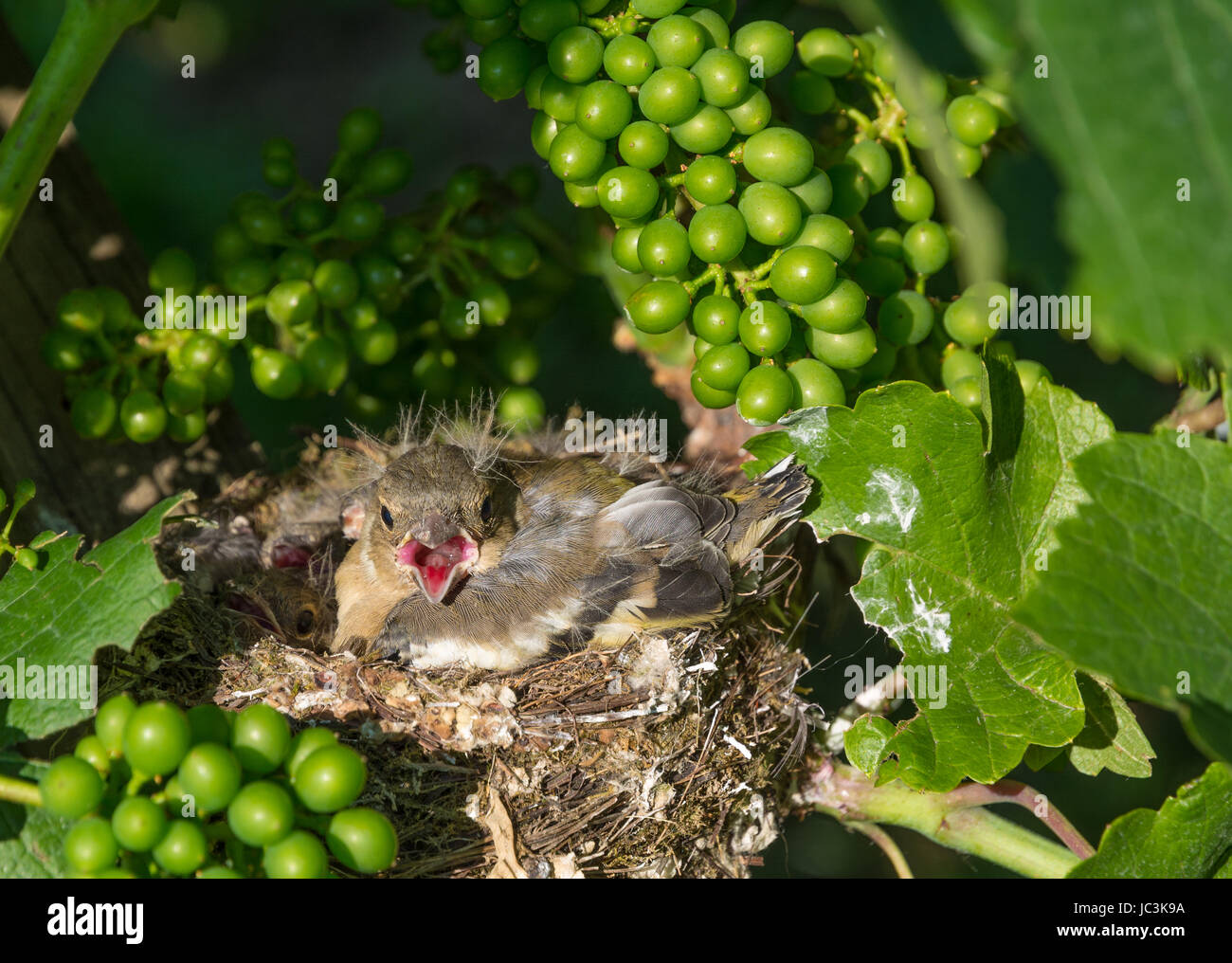 Eurasian tree sparrow (Passer montanus). neonato uccelli nel nido su un vigneto Foto Stock