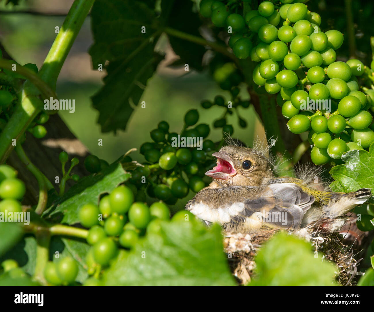 Eurasian tree sparrow (Passer montanus). neonato uccelli nel nido su un vigneto Foto Stock