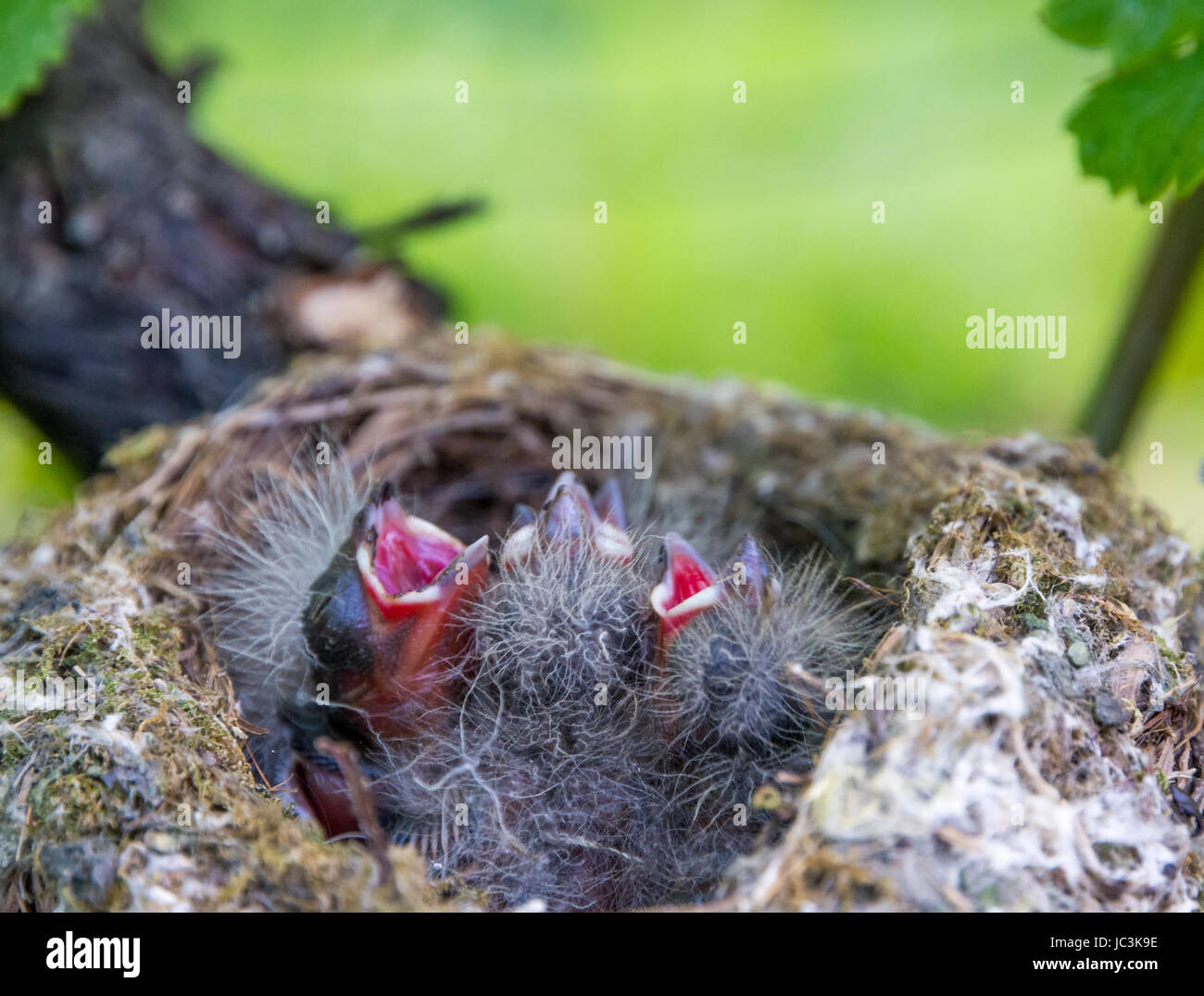 piccoli ricatti affamati nel nido. Turdus merula Foto Stock