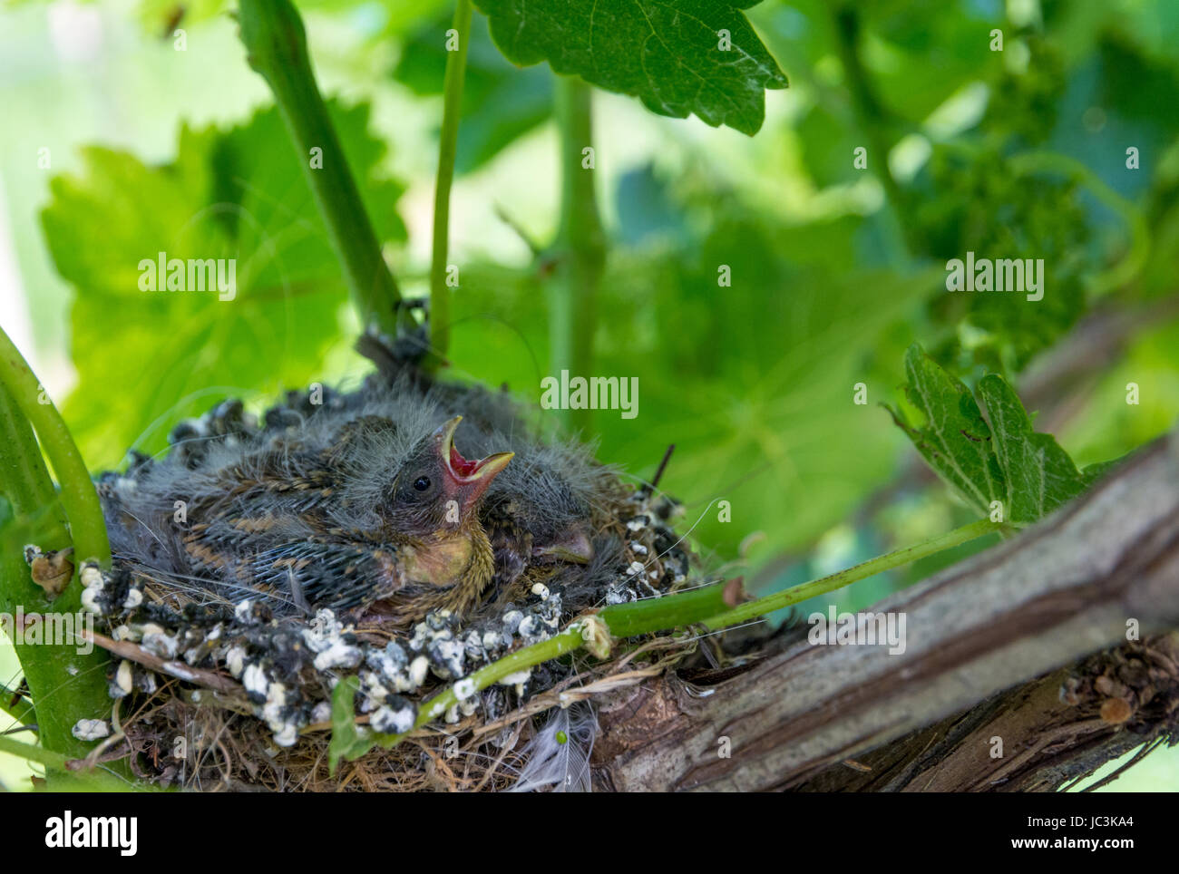 piccoli ricatti affamati nel nido. Turdus merula Foto Stock