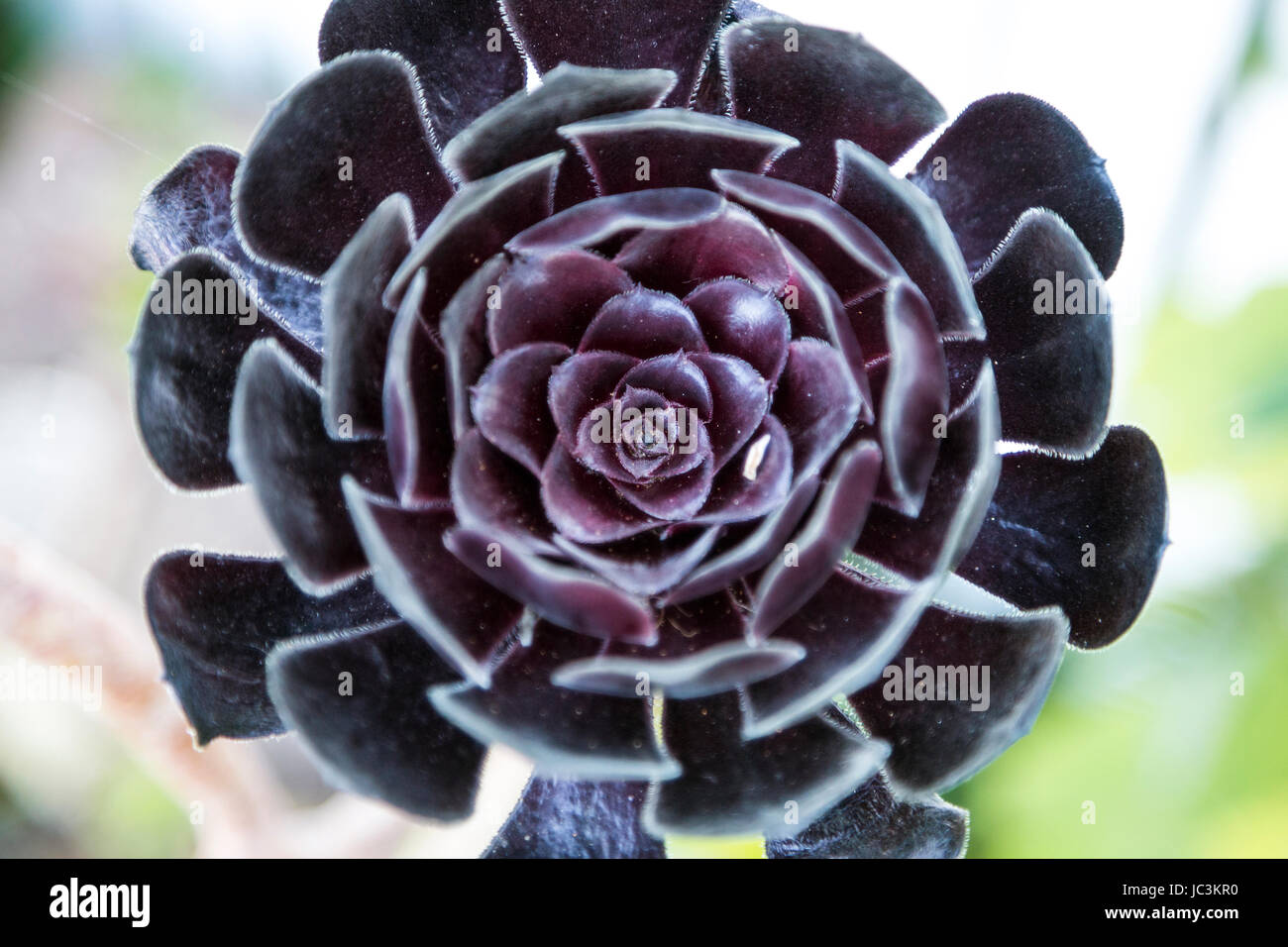 Albero nero (aeonium Aeonium arboreum Zwartkop) fiore close-up Foto Stock
