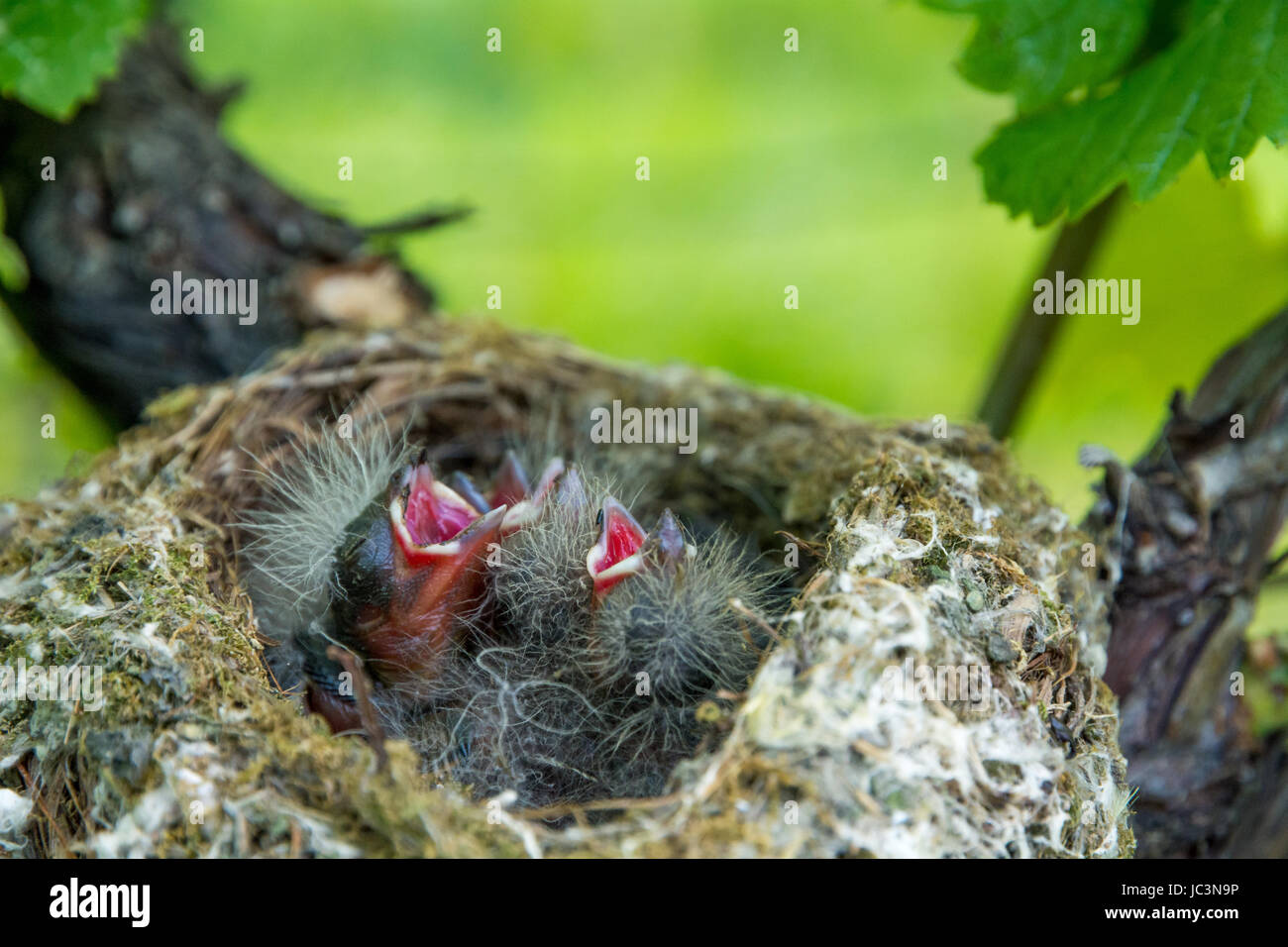 piccoli ricatti affamati nel nido. Turdus merula Foto Stock