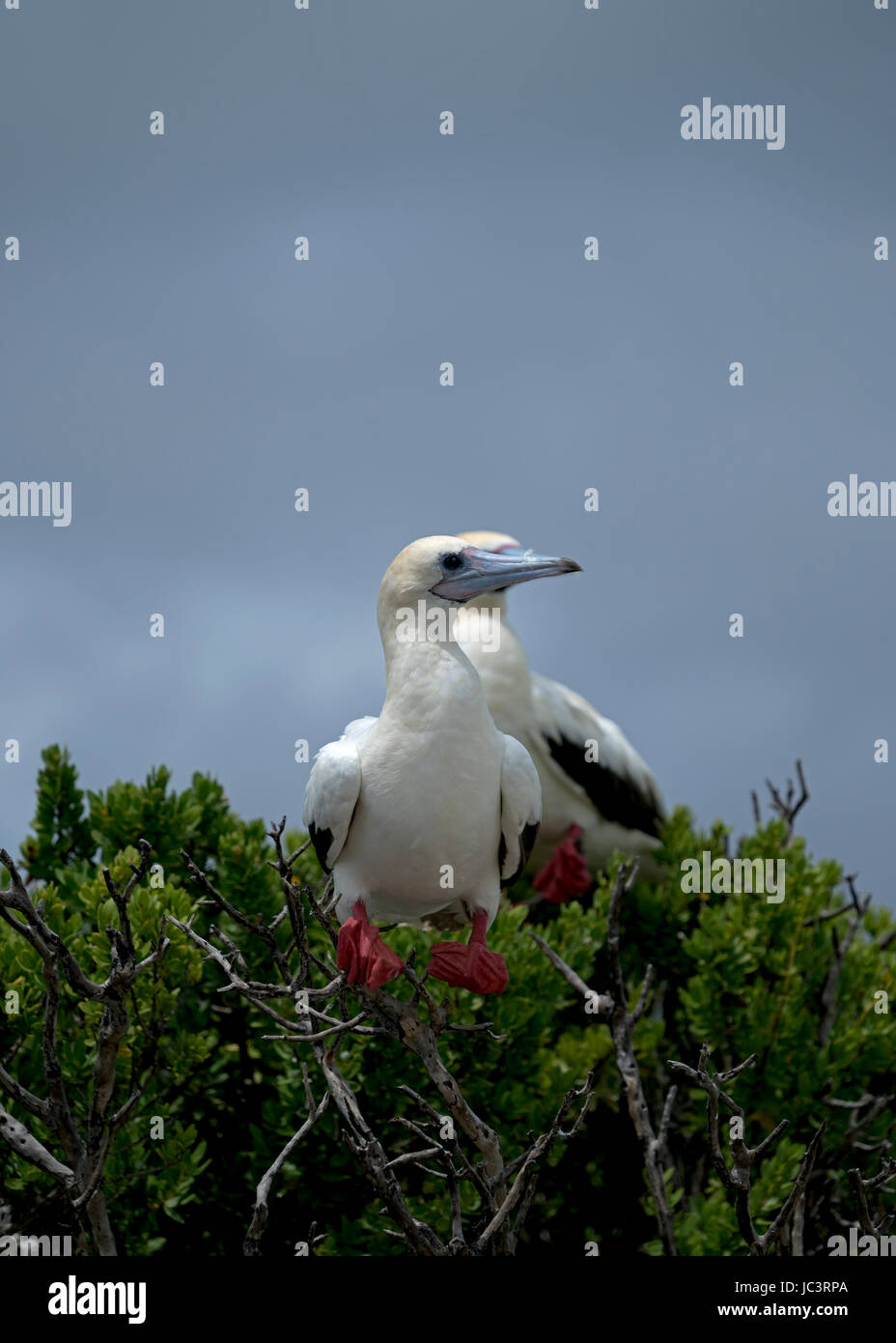 Red-Footed Booby in Aldabra, Seicelle Foto Stock