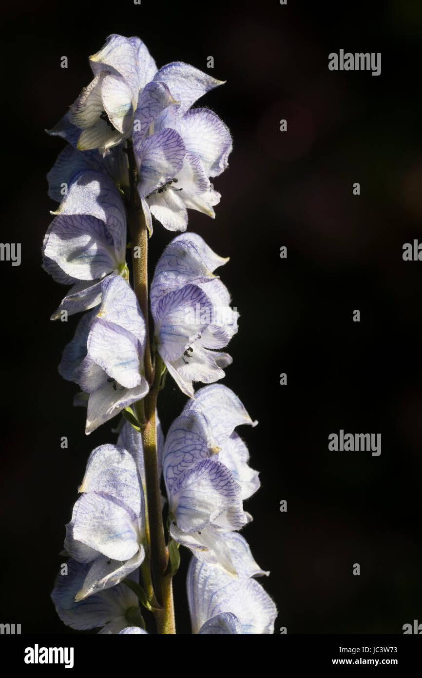 Inizio estate blu bianco venato fiori del monkshood, Aconitum 'Stainless Steel', impostare contro uno sfondo scuro Foto Stock