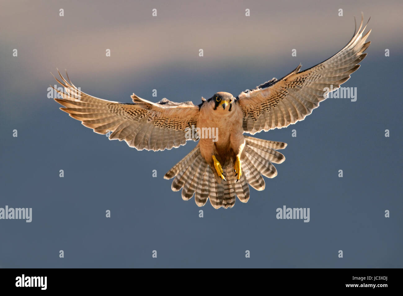 Un lanner falcon (Falco biarmicus) in atterraggio con ali teso, Sud Africa Foto Stock