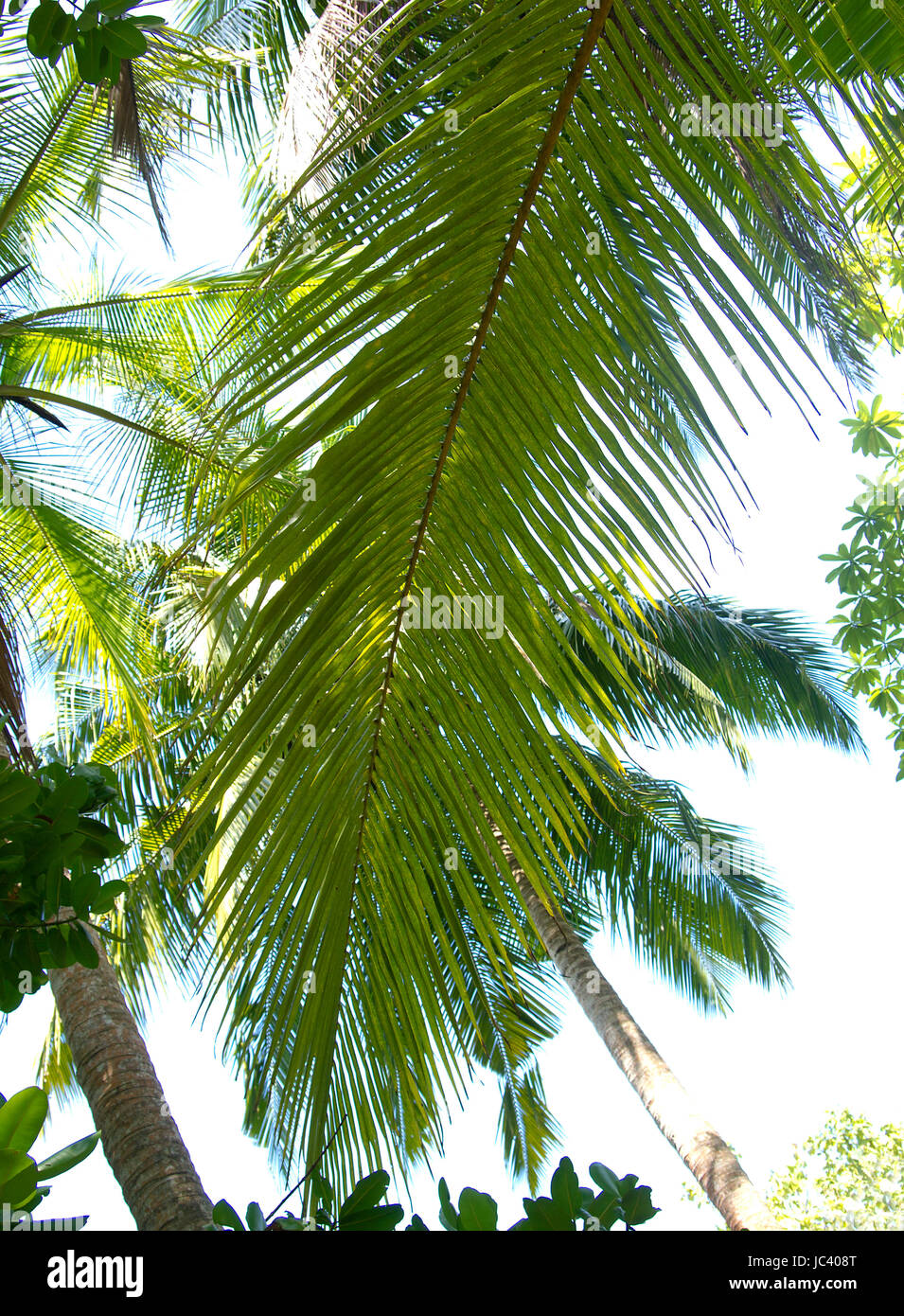 In prossimità delle bellissime palme in spiaggia Foto Stock