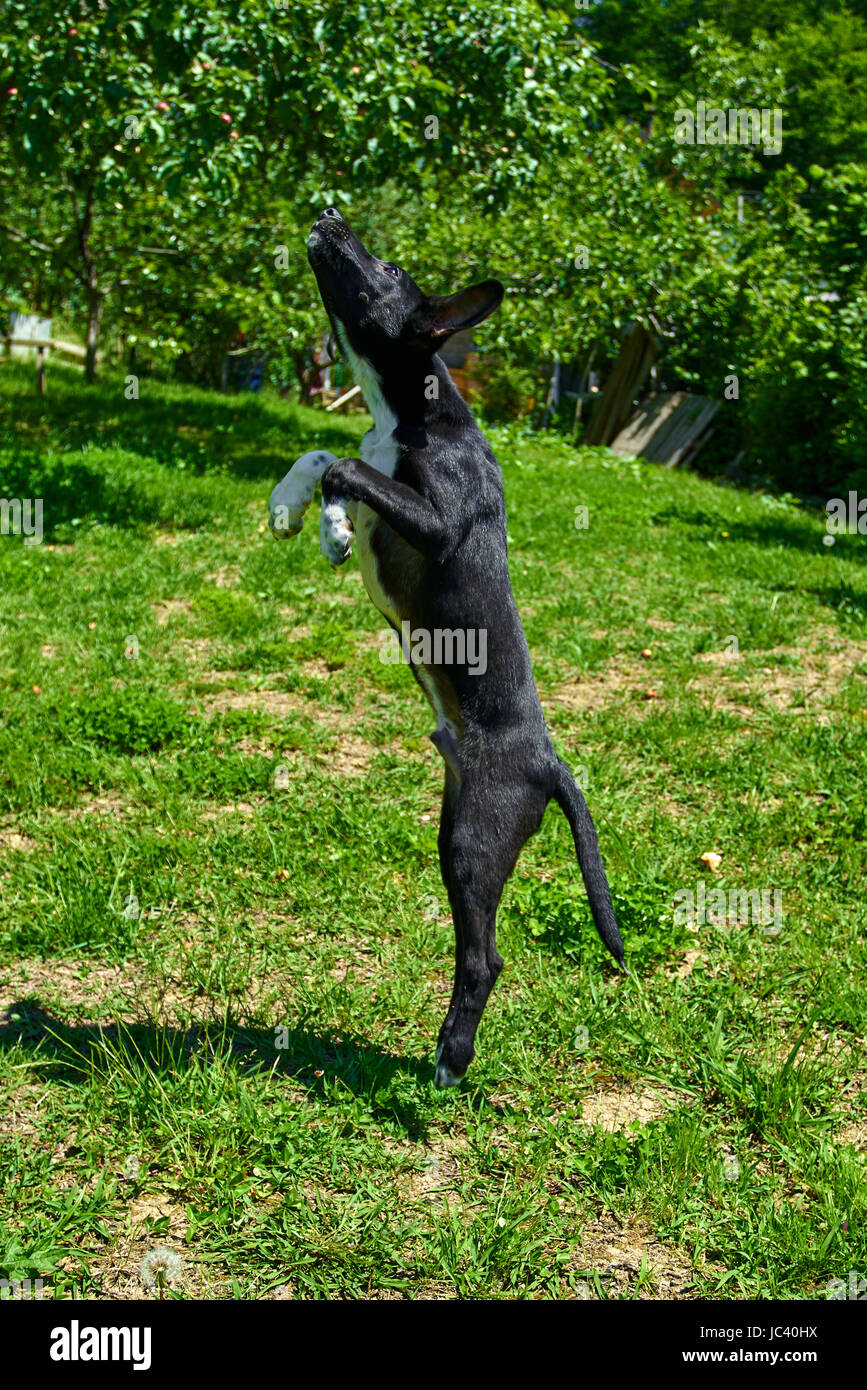 Cane giocando al di fuori di sorrisi. Happy dog. Un bellissimo cucciolo di cane Foto Stock