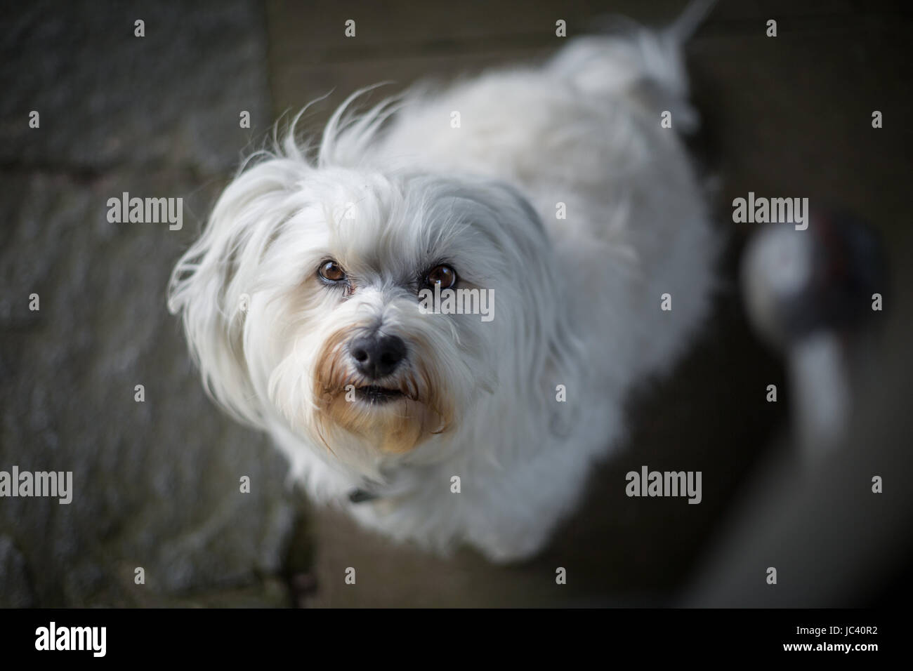 Ein kleiner weißer Hund schaut mit seinen treuen Augen von unten hoch zum Fotografen. Foto Stock