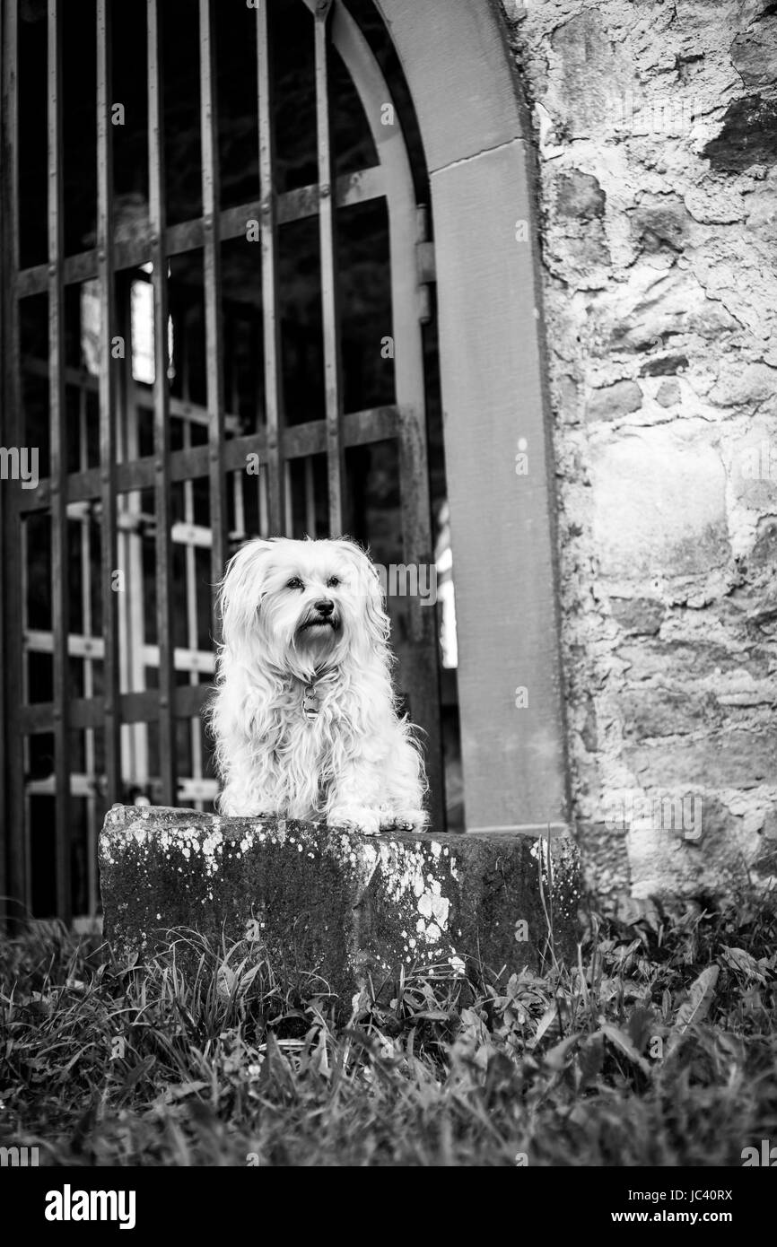 Ein kleiner weißer Hund sitzt vor einem Tor auf einem Stein und beobachtet. Foto Stock