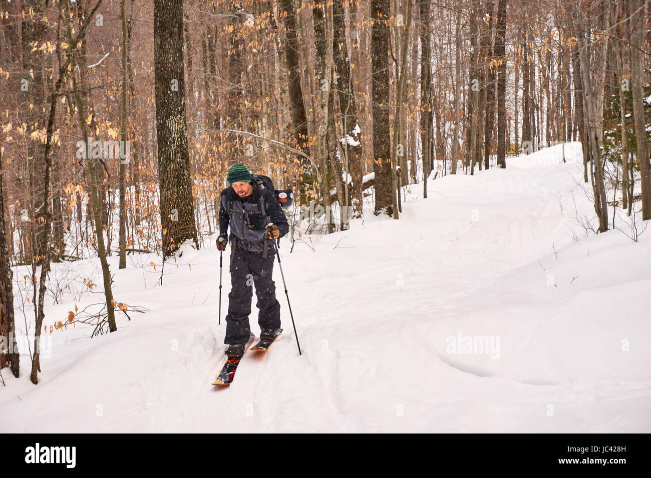 Un uomo la scuoiatura il suo modo attraverso il Vermont backcountry su splitboard. Foto Stock