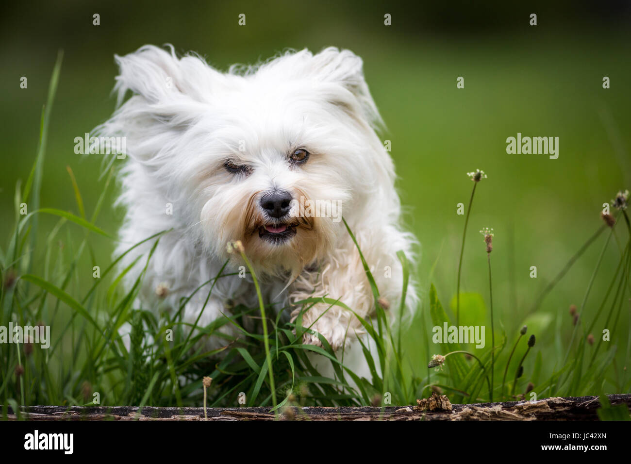 Kleiner weißer Havaneser springt über einen Baumstamm in einer Wiese. Foto Stock