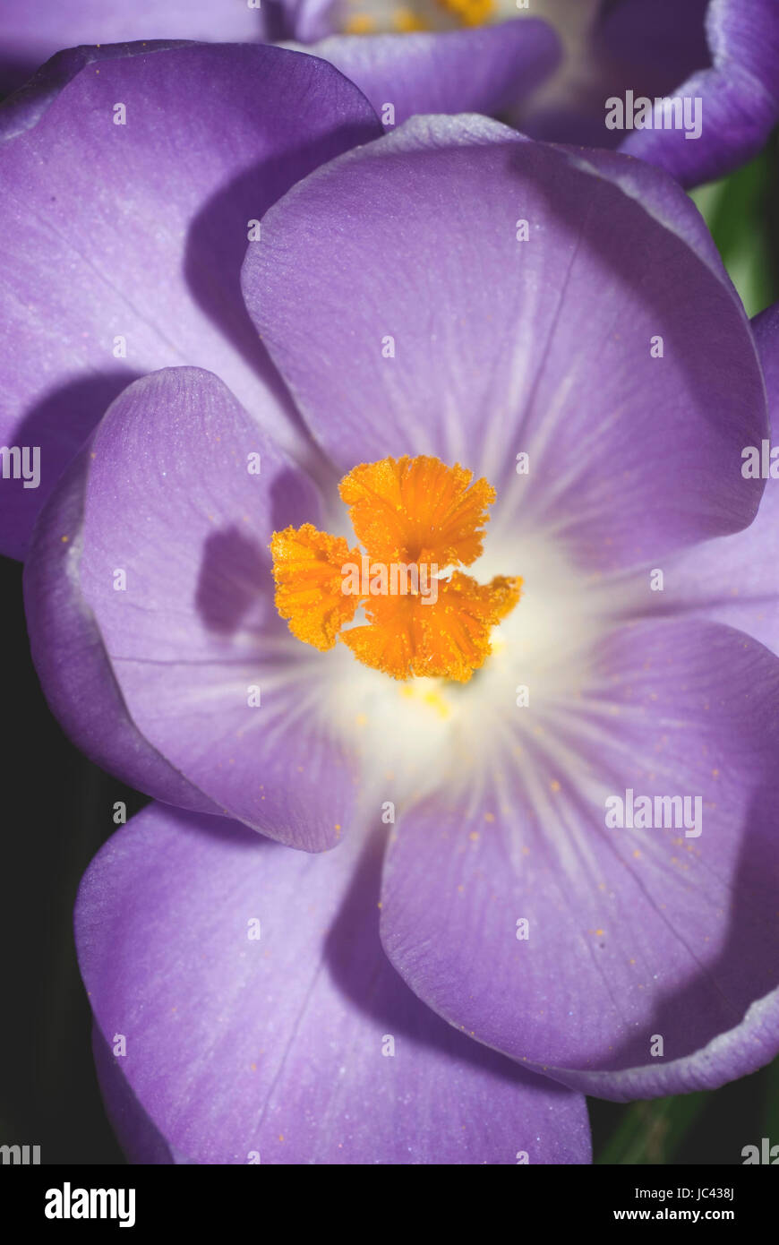 Molla fiore Crocus Foto Stock