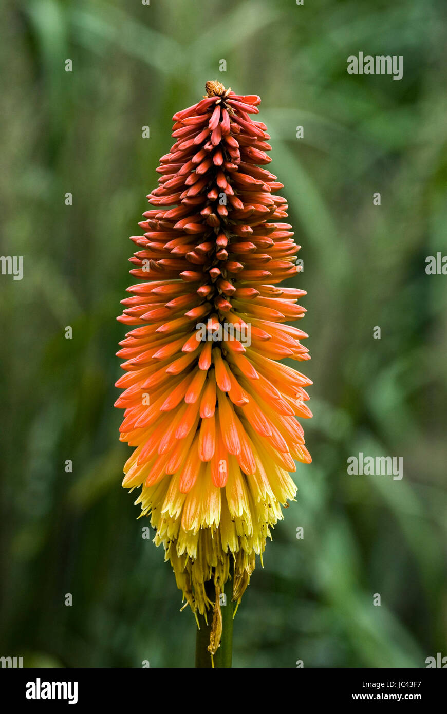 Fiore di Kniphofia Foto Stock