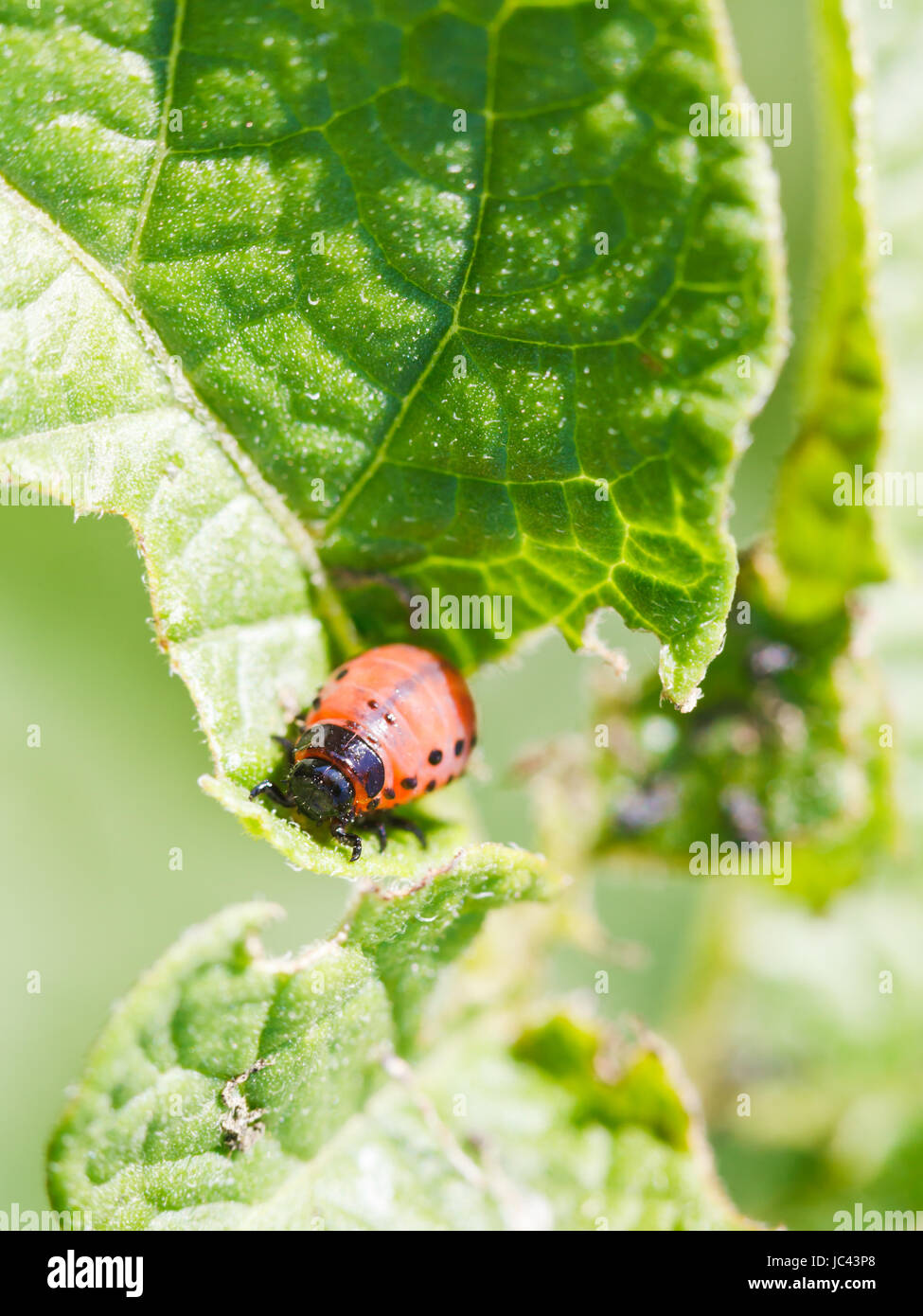 Il Colorado potato beetle larva di patate foglie in giardino Foto Stock