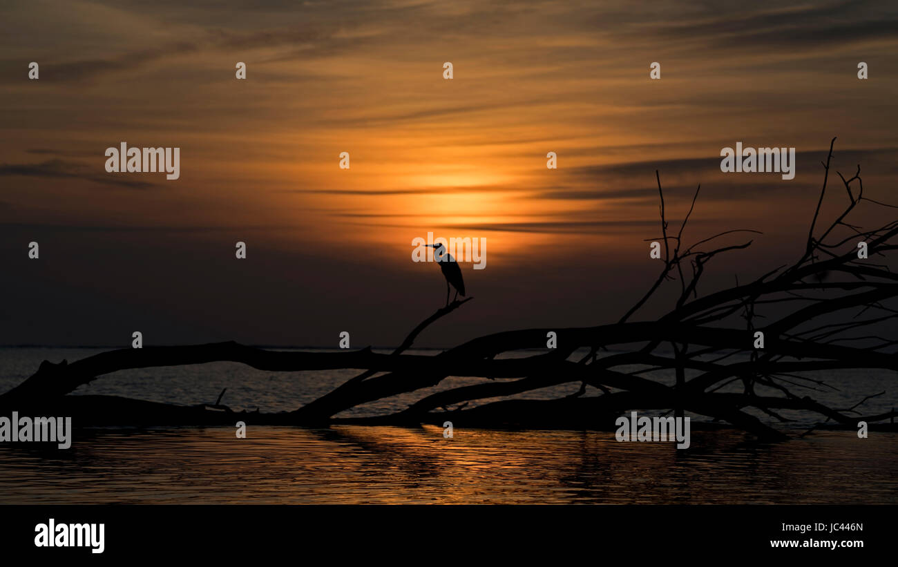 Heron Silhouette contro il sole di setting di Bijoutier delle Isole Aldabra, Seicelle Foto Stock