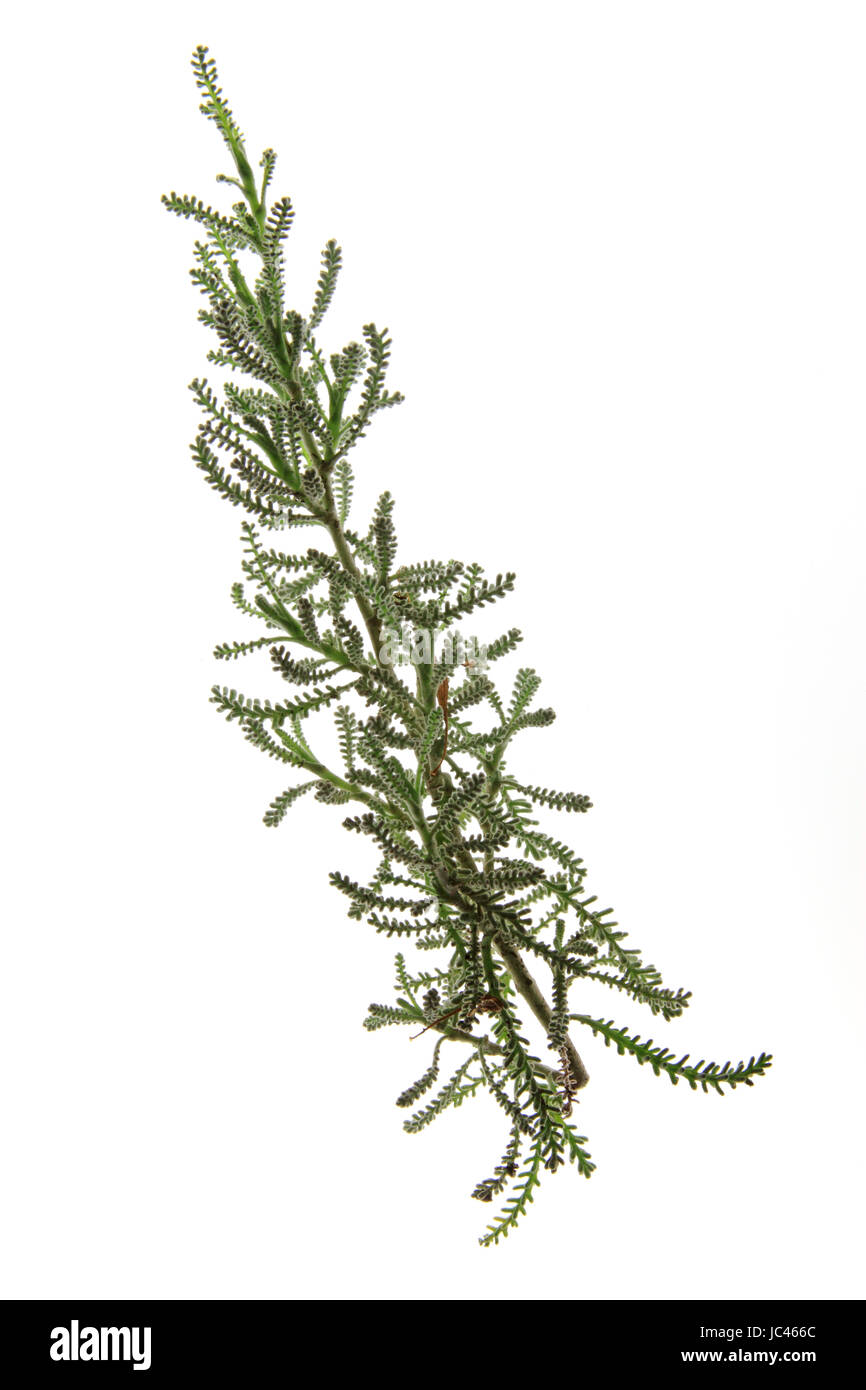 Graues Heiligenkraut (Santolina chamaecyparissus) freigestellt vor weißem Hintergrund Foto Stock