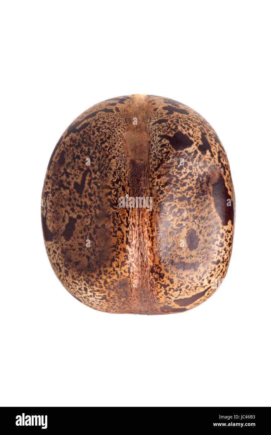 Gomma marrone seme isolati su sfondo bianco Foto Stock