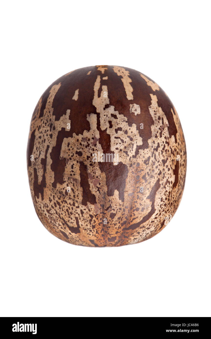 Gomma marrone seme isolati su sfondo bianco Foto Stock