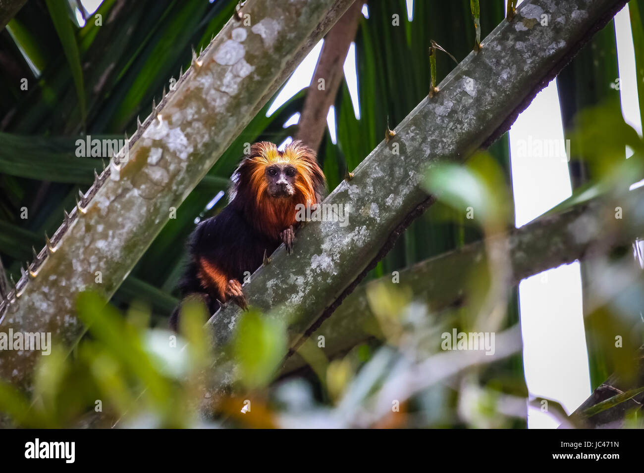 Testa di Golden Lion Tamarin in un albero di palma, unà, Bahia, Brasile Foto Stock