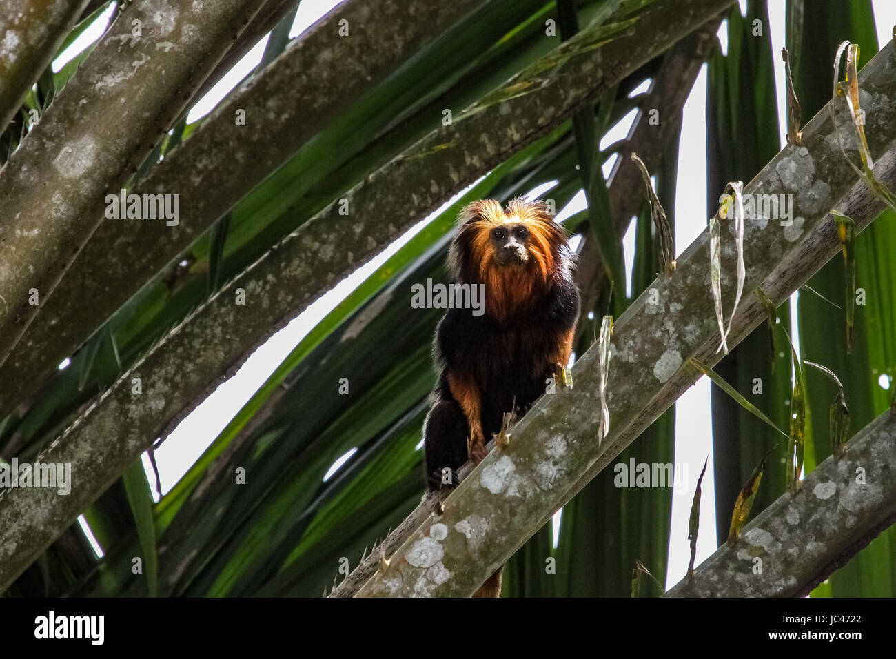Testa di Golden Lion Tamarin in un albero di palma, unà, Bahia, Brasile Foto Stock