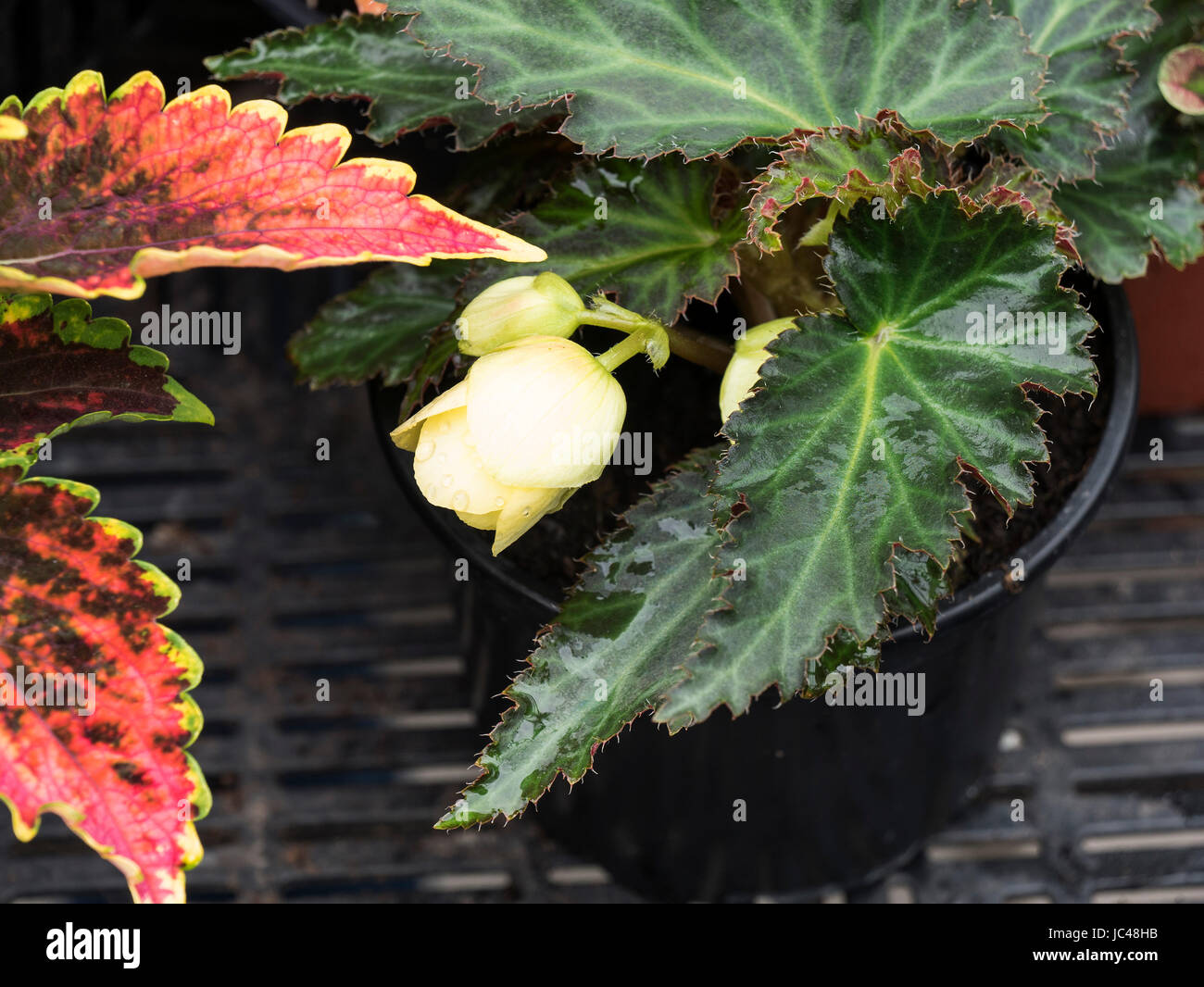 Gewächshaus, Bodensee - Insel Mainau, Baden-Württemberg, Deutschland, Europa Serra, Isola di Mainau, Lago di Costanza, Baden-Württemberg, Germania, e Foto Stock