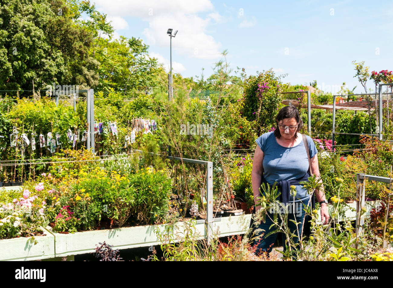 Donna shopping per le piante in un giardino centrale. Foto Stock