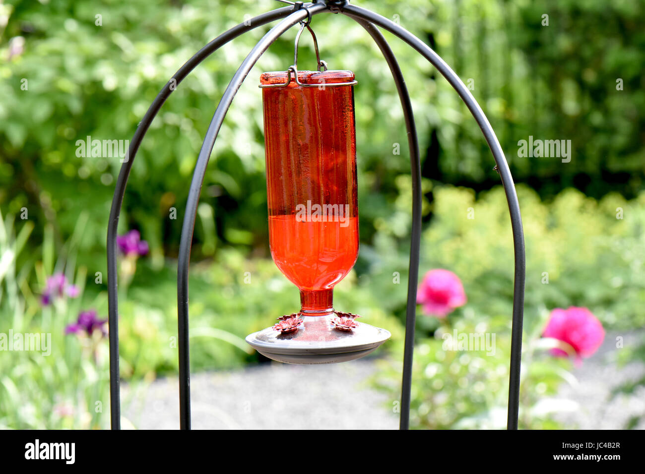 Brillante alimentatore cremisi riempito con acqua zuccherata lures colibrì in un giardino. Foto Stock