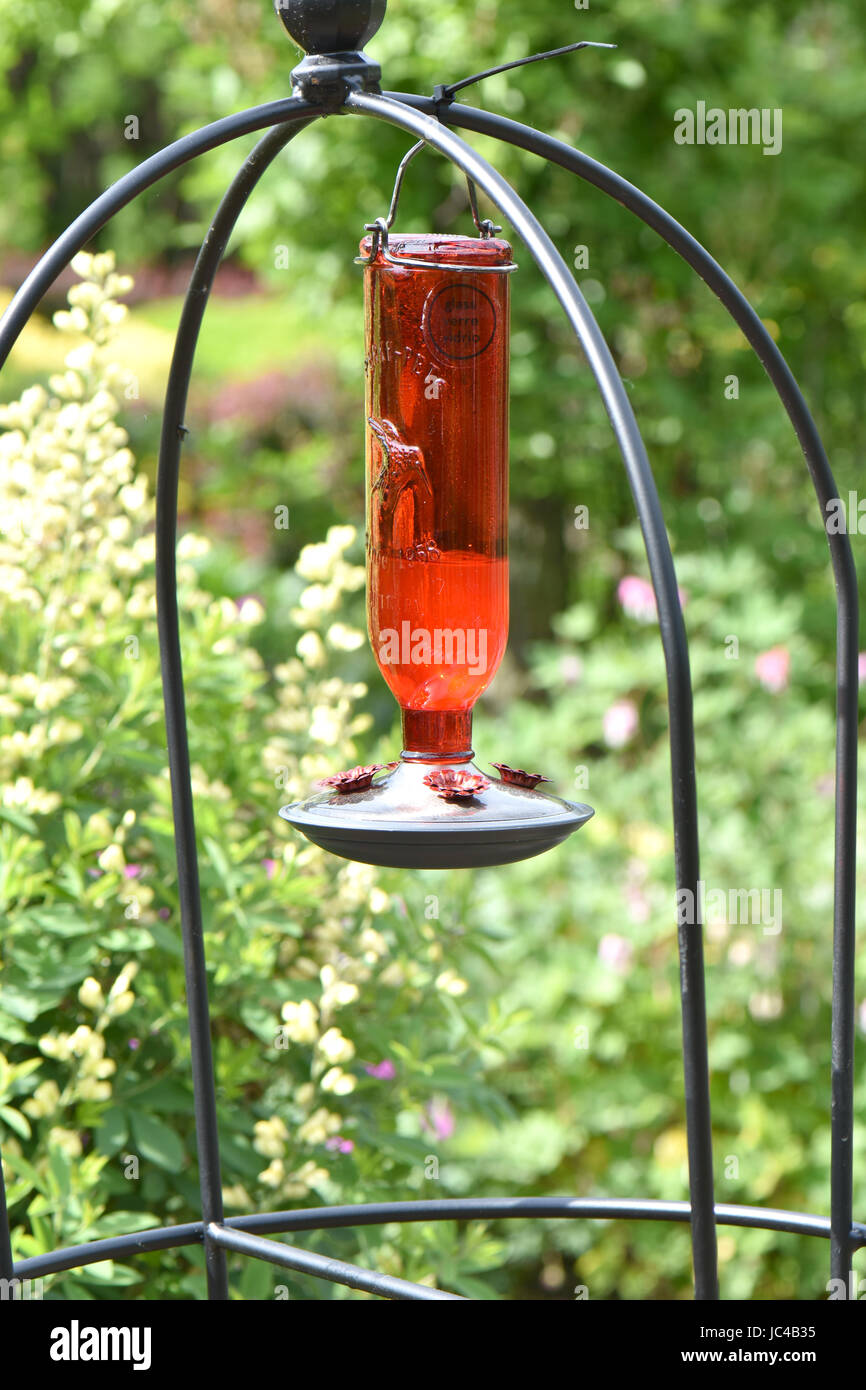 Brillante alimentatore cremisi riempito con acqua zuccherata lures colibrì in un giardino. Foto Stock