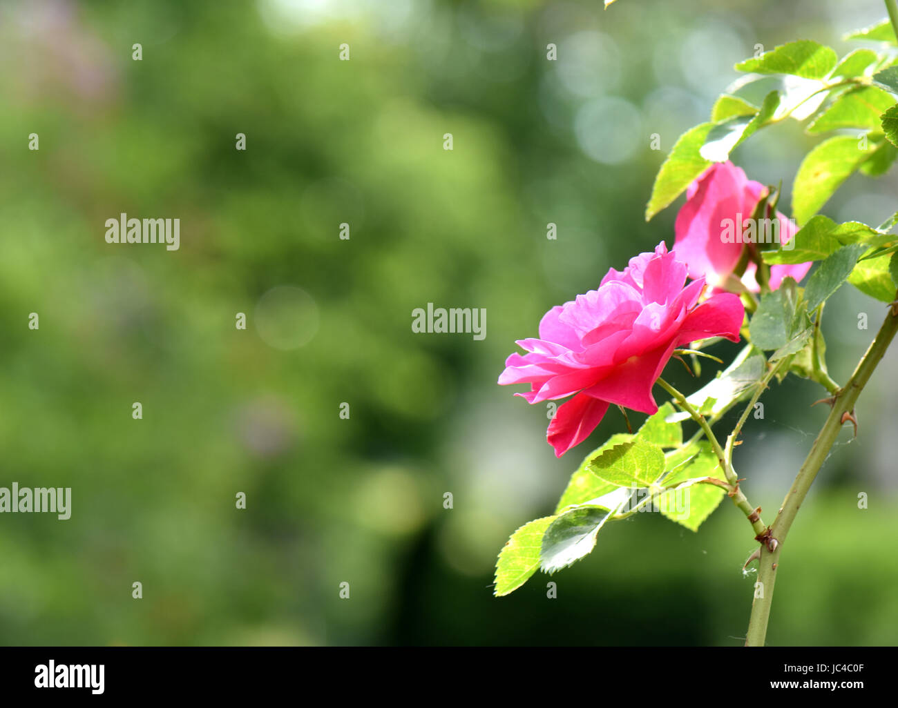 Bella rosa in fiore vicino ups in estate nel giardino delle rose. Foto Stock