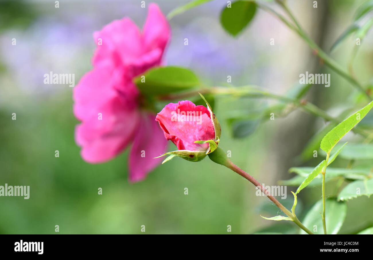 Bella rosa in fiore vicino ups in estate nel giardino delle rose. Foto Stock