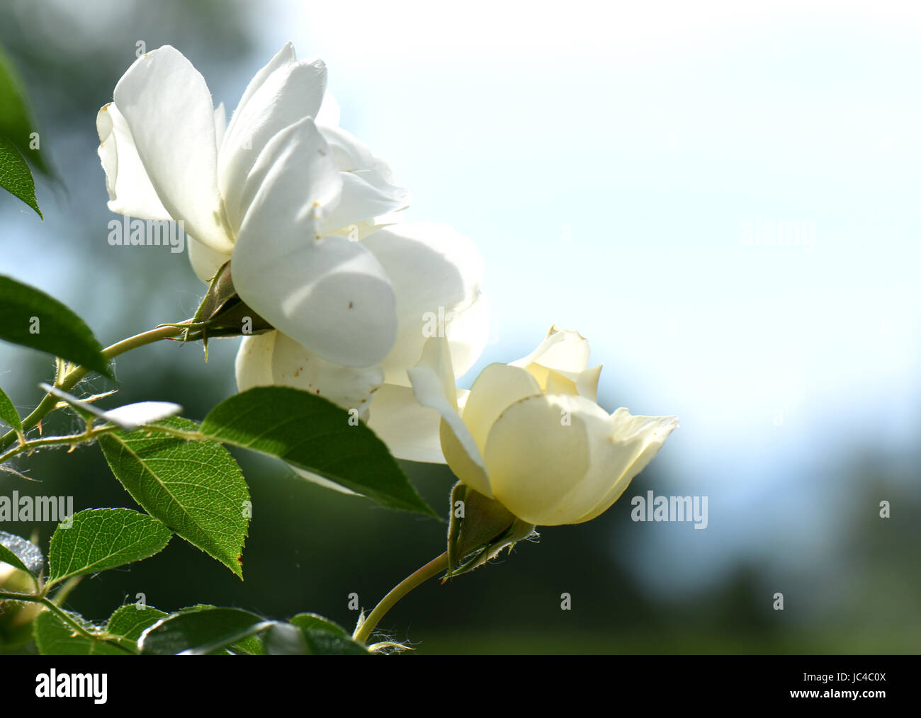 Bella rosa in fiore vicino ups in estate nel giardino delle rose. Foto Stock