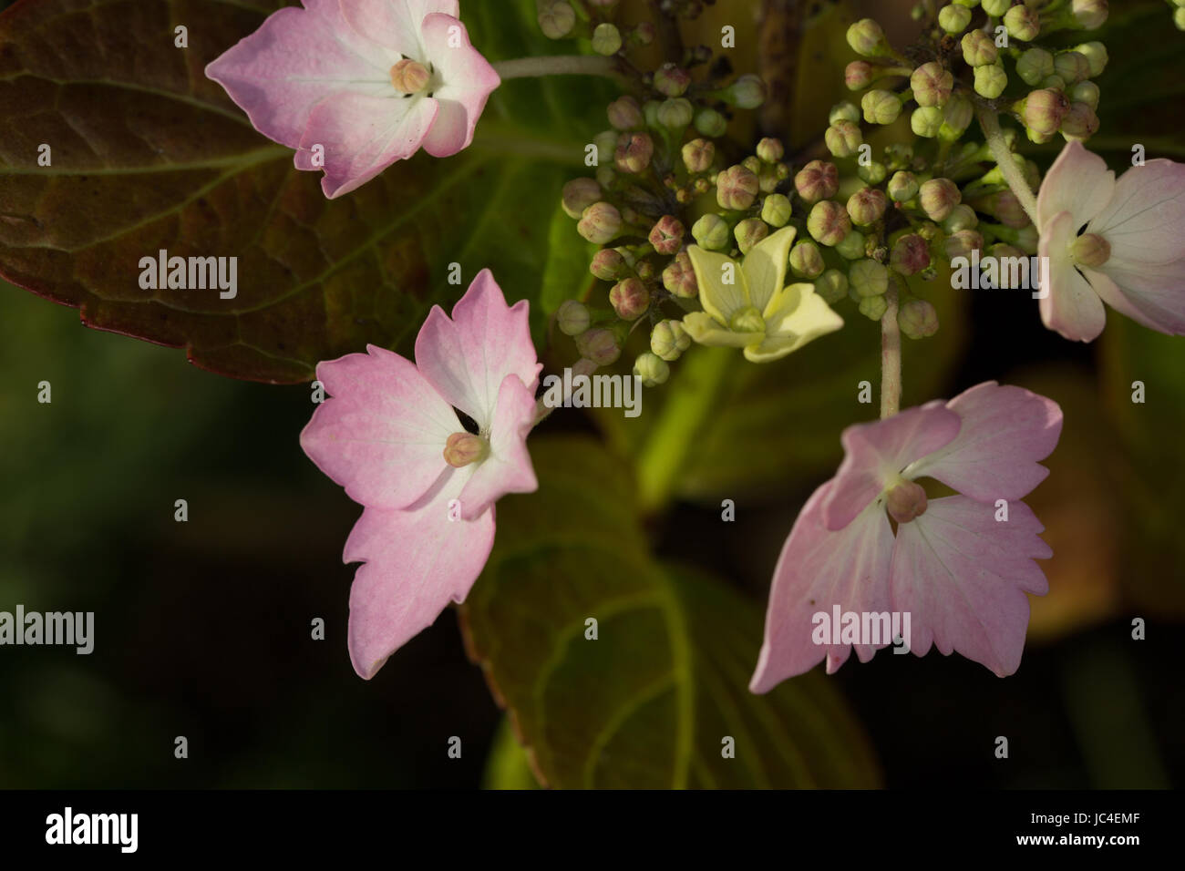 Tappo di pizzo ortensie a partire da fiore su una soleggiata sera. Foto Stock