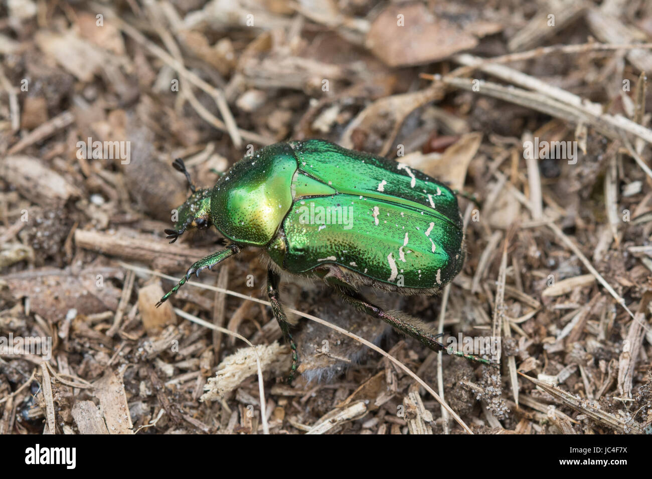 Rose chafer beetle (Cetonia aurata) Foto Stock