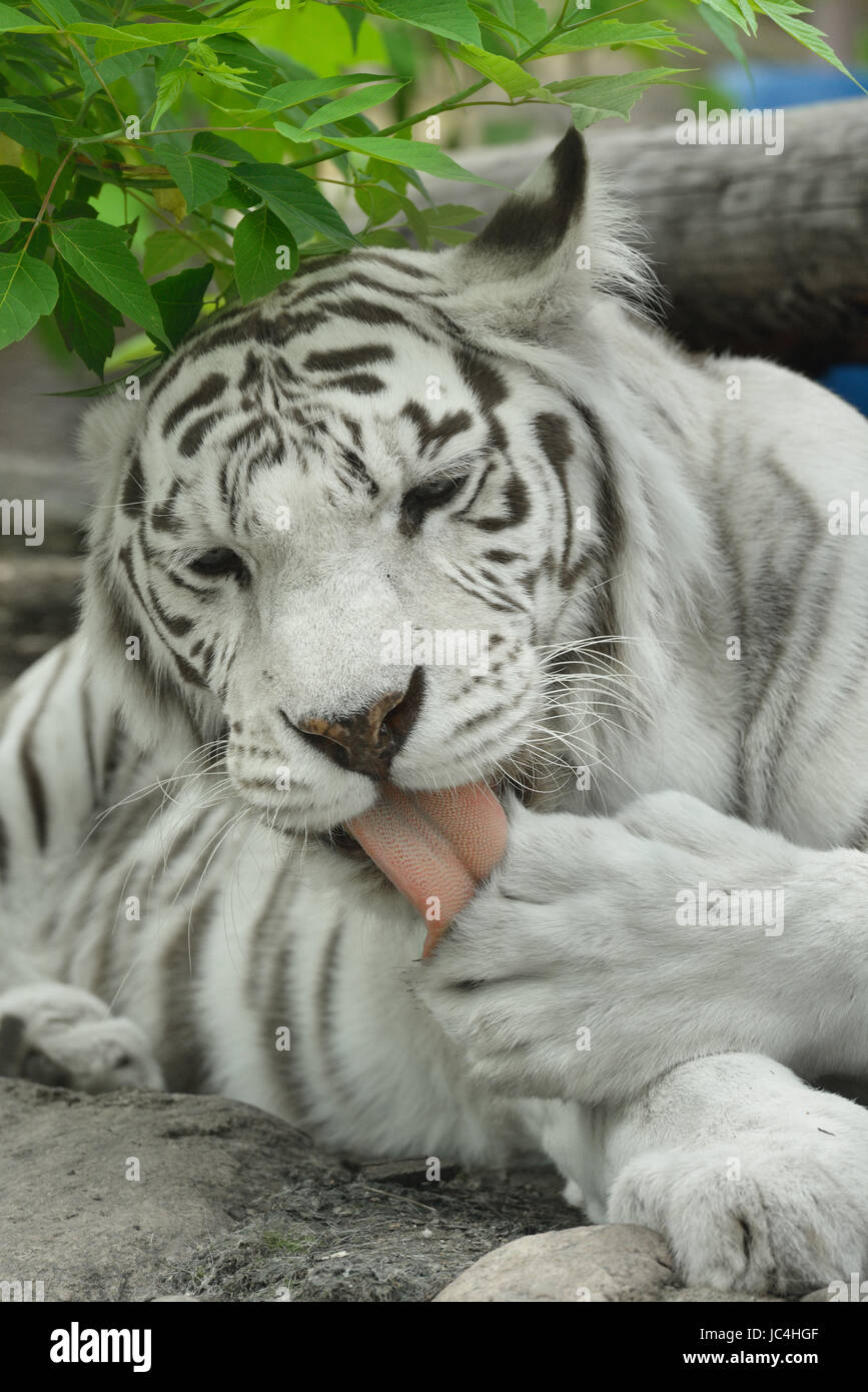 La tigre bianca o imbianchiti tiger è la pigmentazione variante della tigre del Bengala Foto Stock