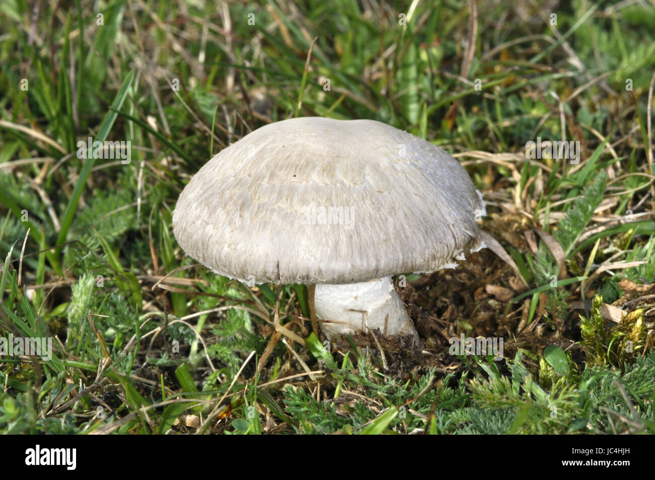 Campo - funghi Agaricus campestris Foto Stock