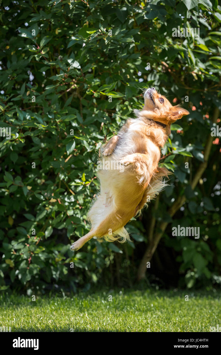 Kleiner brauner Hund springt in die Luft Foto Stock