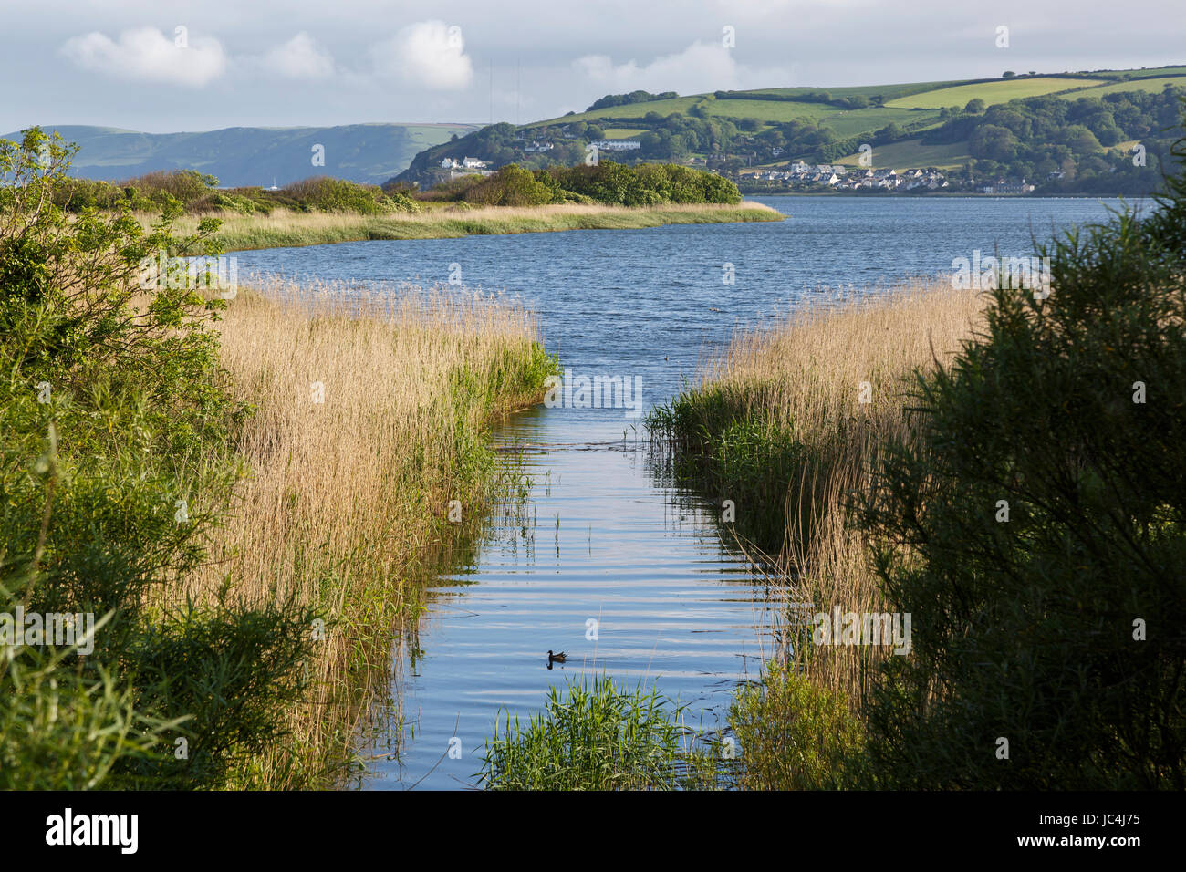 Slapton Ley riserva naturale, vicino Torcross, Devon Foto Stock