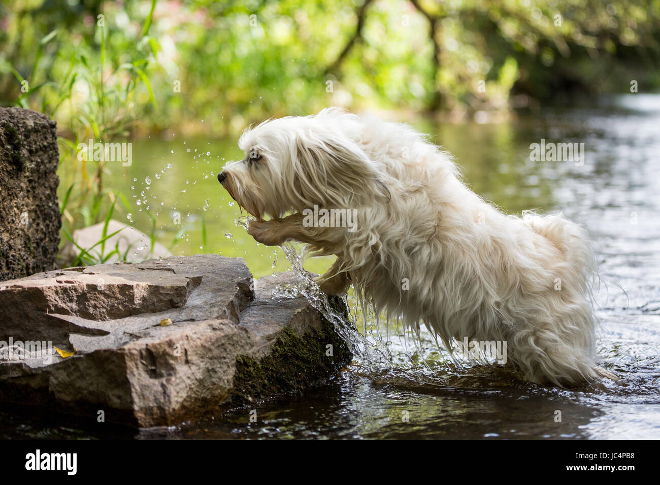 Weißer Hund springt aus dem Wasser auf Steine am Ufer. Foto Stock