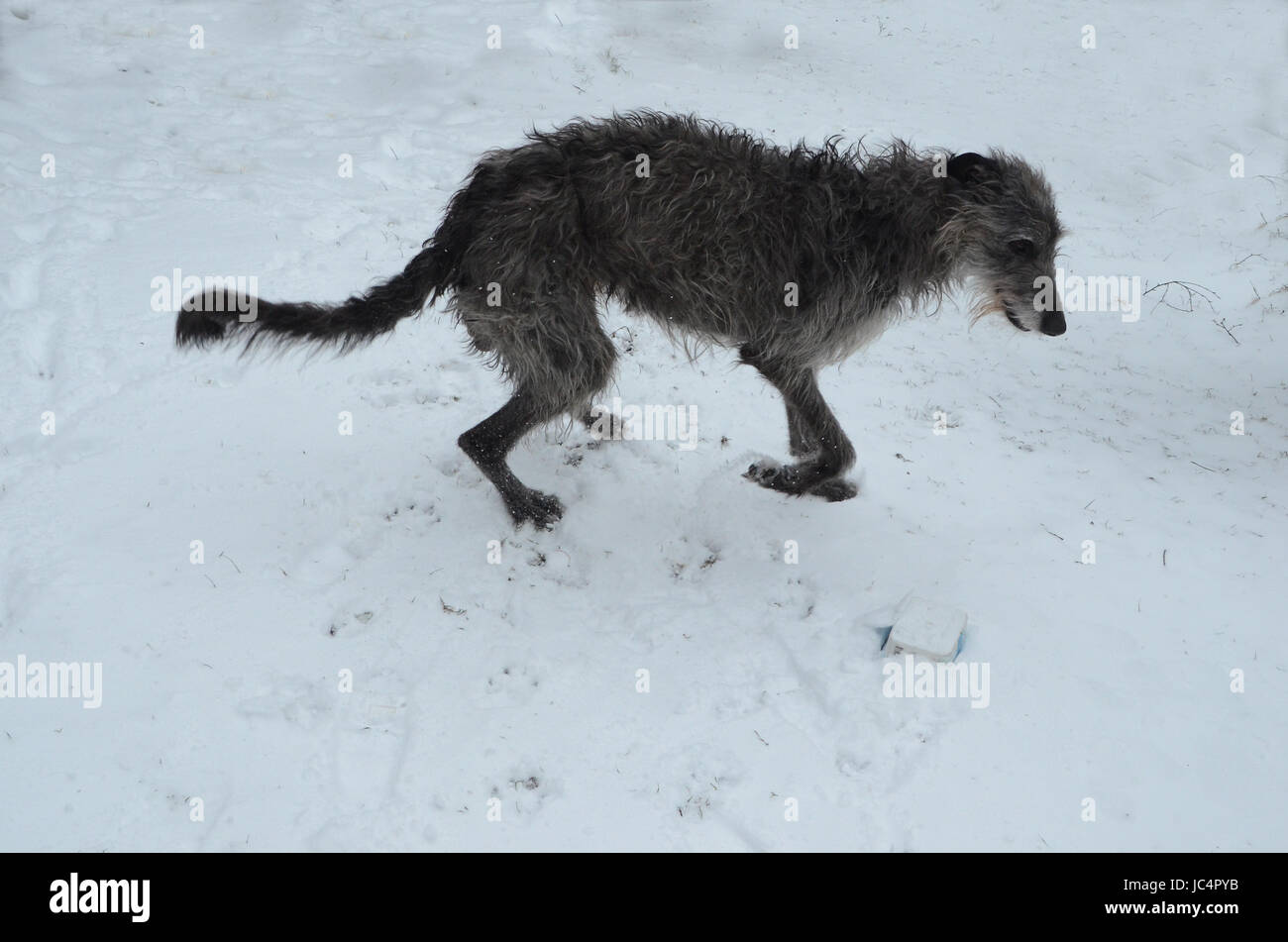 Scottish Deerhound giocare con una palla di neve. Foto Stock