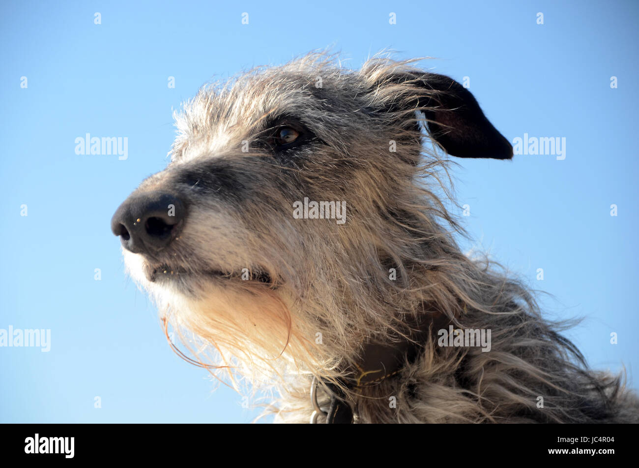 Scottish Deerhound volto ritratto. Foto Stock