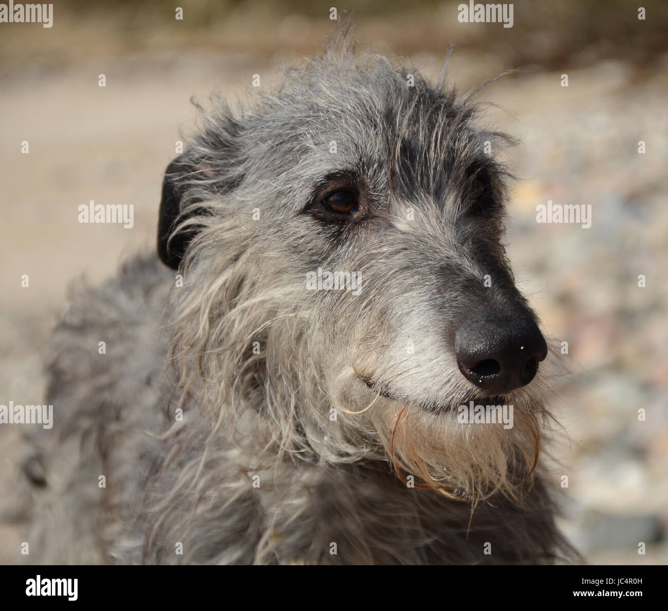 Scottish Deerhound volto ritratto. Foto Stock