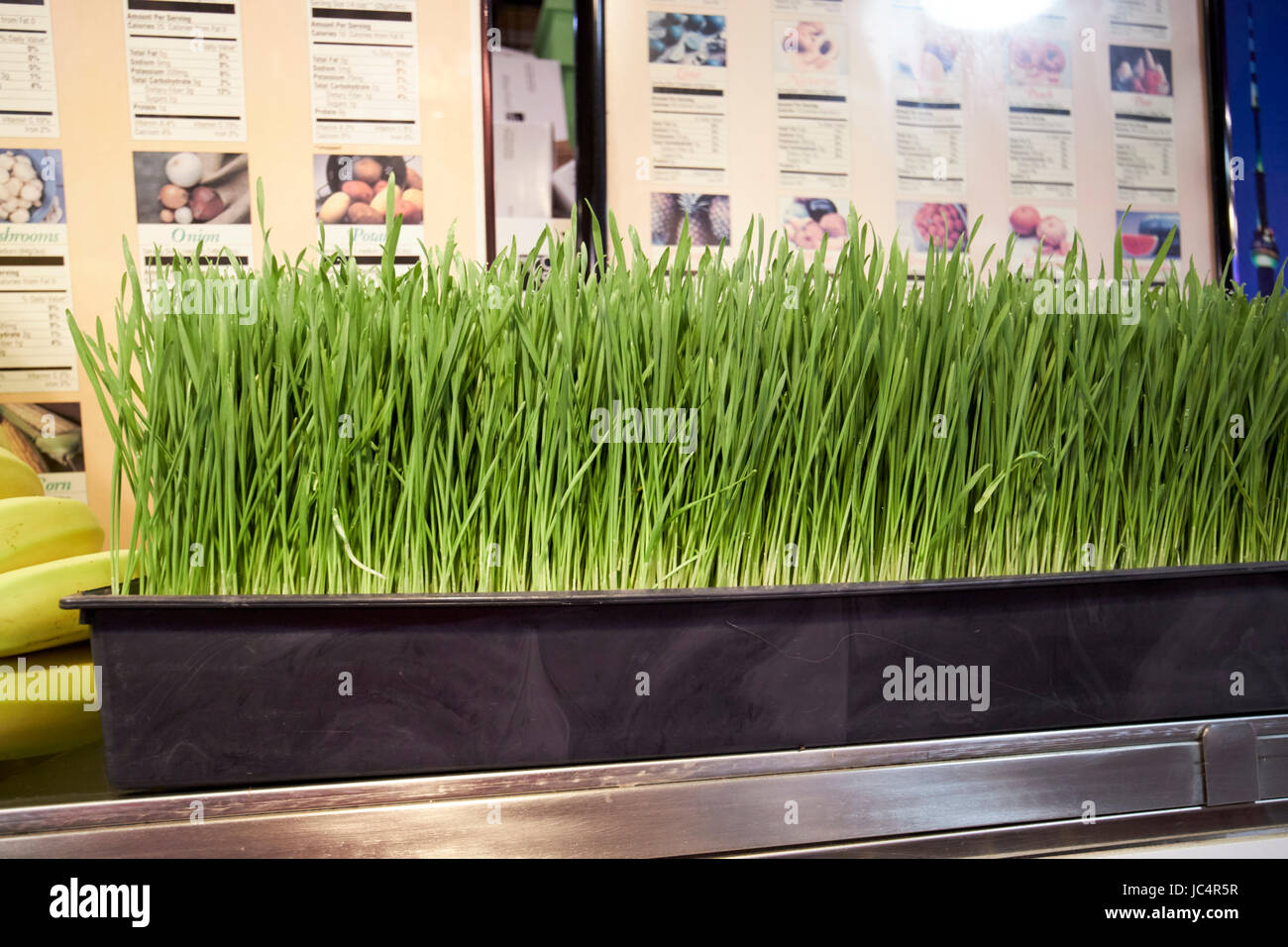 Wheatgrass freschi per la vendita Foto Stock