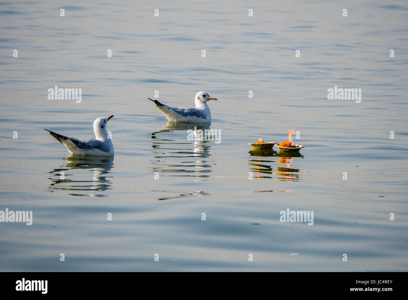 Due gabbiani sono il nuoto accanto a Deepaks floating nel sacro Gange Foto Stock