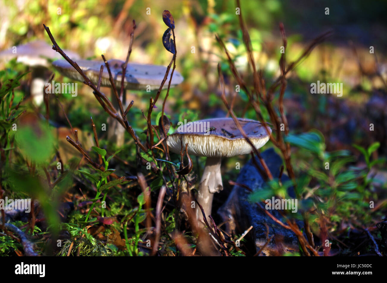 Piccolo fungo nella foresta estone Foto Stock