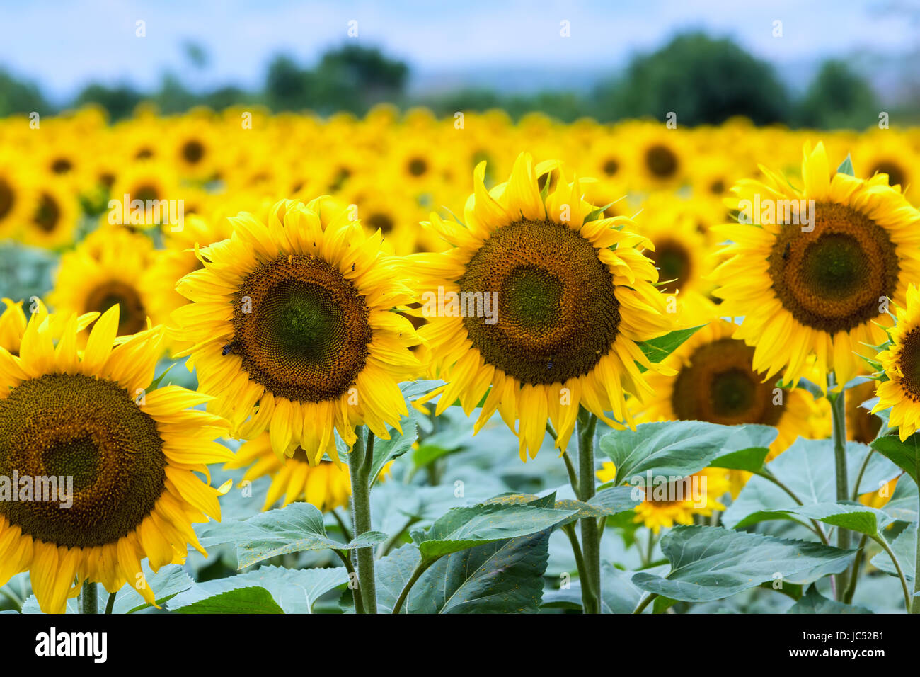 Bellissimo campo di girasoli in estate (girasole) Foto Stock