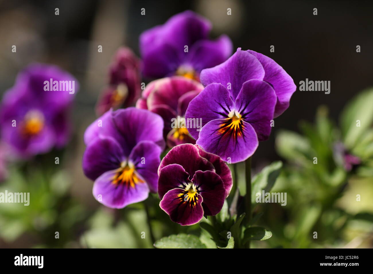 Splendida schiera di violetta pansies. Foto Stock